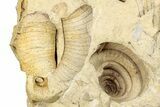 Ordovician Marine Fossil Association - Wisconsin #248568-1